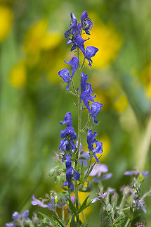 Columbian monkshood  Aconitum columbianum,Geotagged,Spring,United States