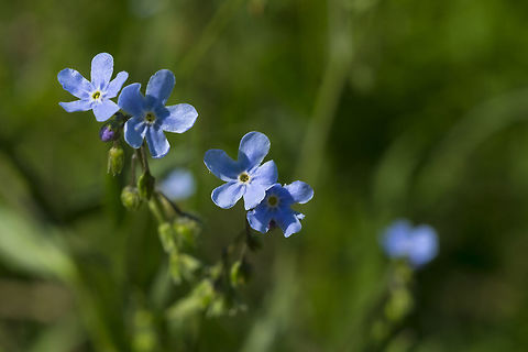 many flowered stickseed  Geotagged,Hackelia floribunda,Large-flowered stickseed,Spring,United States