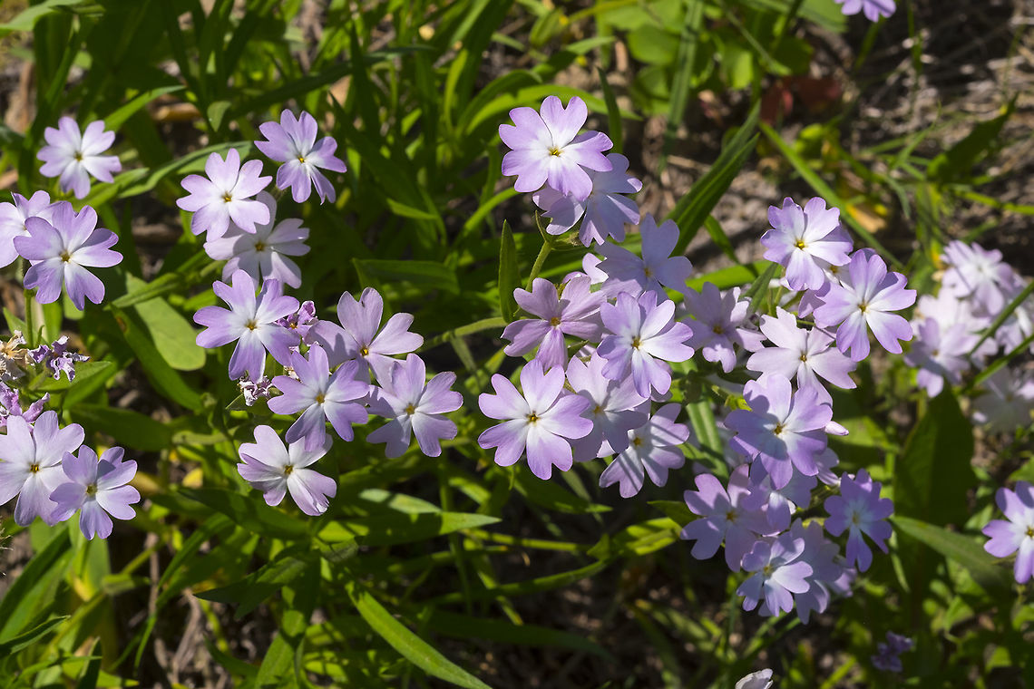 showy phlox  Geotagged,Phlox speciosa,Showy phlox,Spring,United States