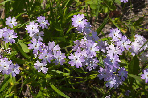 showy phlox  Geotagged,Phlox speciosa,Showy phlox,Spring,United States