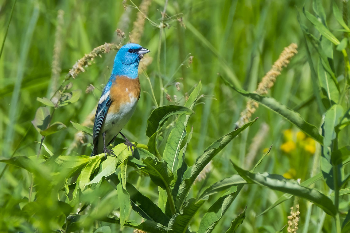 lazuli bunting  Geotagged,Lazuli bunting,Passerina amoena,Spring,United States