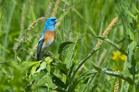lazuli bunting  Geotagged,Lazuli bunting,Passerina amoena,Spring,United States