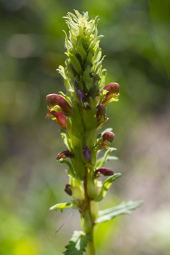 bracted lousewort  Geotagged,Pedicularis bracteosa,Spring,Towering Lousewort,United States