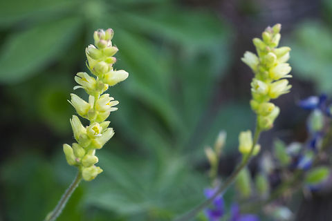 Poker alumroot