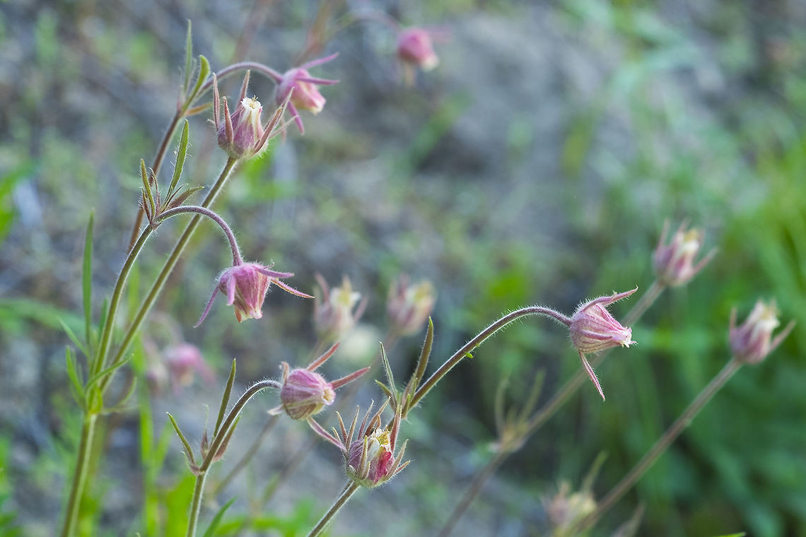prairie smoke  Geotagged,Geum triflorum,Spring,United States
