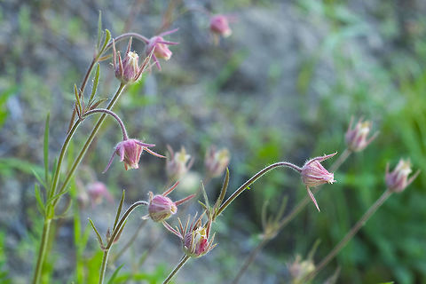 prairie smoke  Geotagged,Geum triflorum,Spring,United States