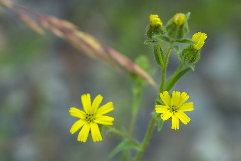 Grassy tarweed  Geotagged,Grassy tarweed,Madia gracilis,Summer,United States