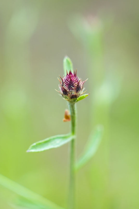 unknown I'm still no closer to figuring out what this is... but I found some that were a burgundy variation this week...  Geotagged,Summer,United States