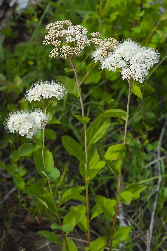 Spiraea lucida  Cometaster pyrula,Faint owl moth,Geotagged,Spiraea lucida,Summer,United States,shinyleaf spiraea