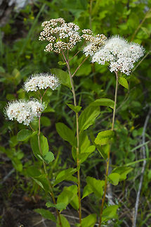 Spiraea lucida  Cometaster pyrula,Faint owl moth,Geotagged,Spiraea lucida,Summer,United States,shinyleaf spiraea