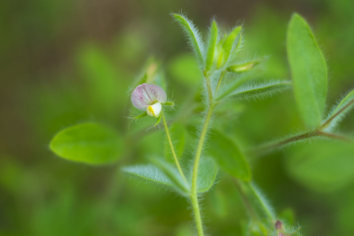 Spanish clover  Acmispon americanus,Geotagged,Spanish Clover,Summer,United States