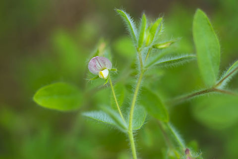 Spanish clover  Acmispon americanus,Geotagged,Spanish Clover,Summer,United States