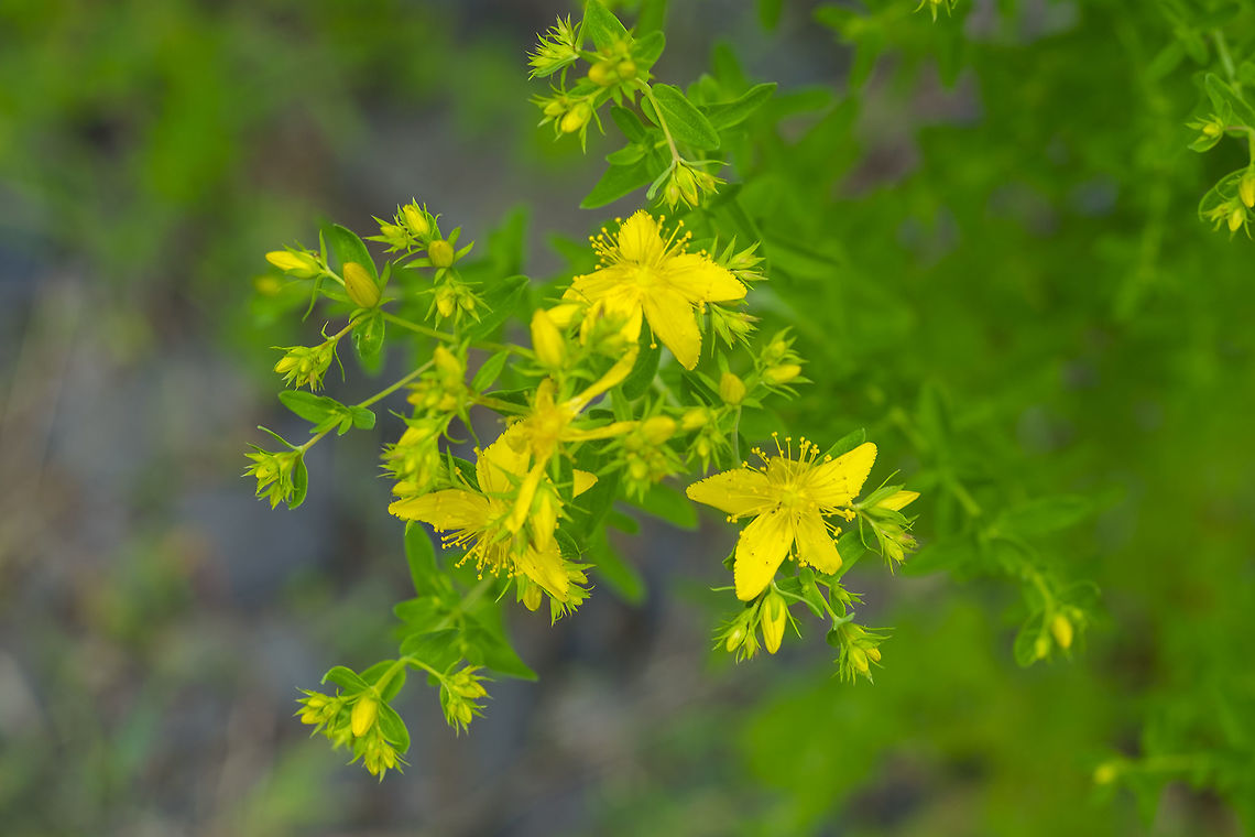 common St. John's wort a little further up the road there were plants that were absolutely covered by the shiny little green beetles introduced to control this weed...  Geotagged,Hypericum perforatum,St John's wort,Summer,United States