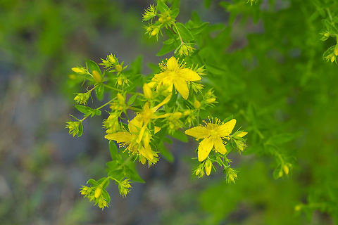 common St. John's wort a little further up the road there were plants that were absolutely covered by the shiny little green beetles introduced to control this weed...  Geotagged,Hypericum perforatum,St John's wort,Summer,United States