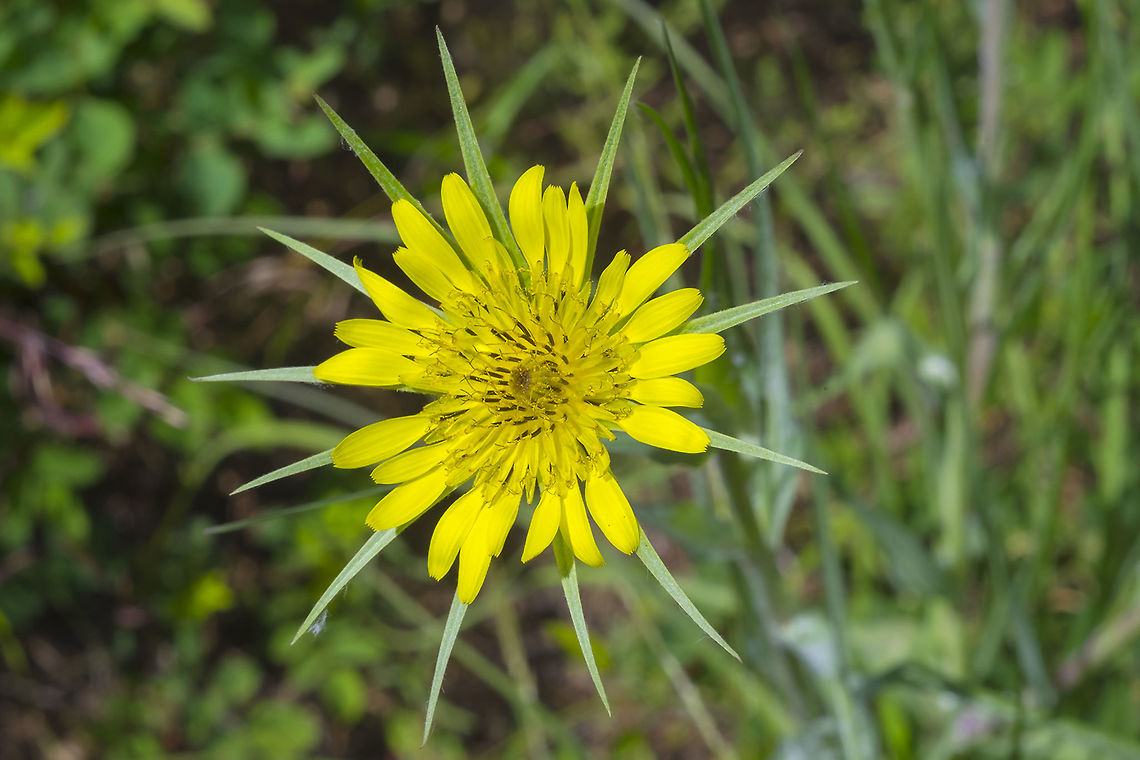western salsify  Geotagged,Summer,Tragopogon dubius,United States,Western salsify