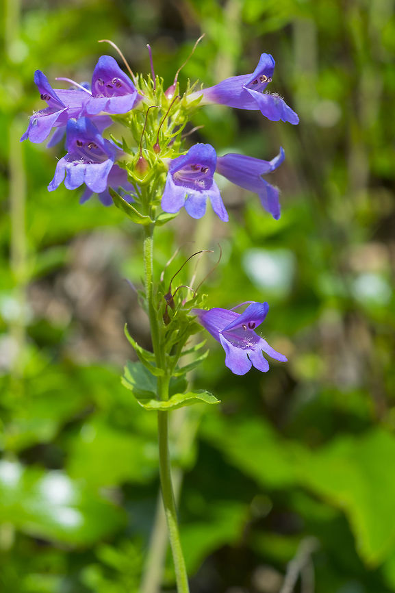 Cascades penstemon  Cascade penstemon,Geotagged,Penstemon serrulatus,Summer,United States