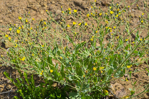 bearded hawksbeard  Crepis barbigera,Geotagged,Summer,United States