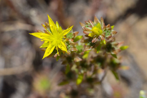 wormleaf stonecrop  Geotagged,Sedum stenopetalum,Summer,United States