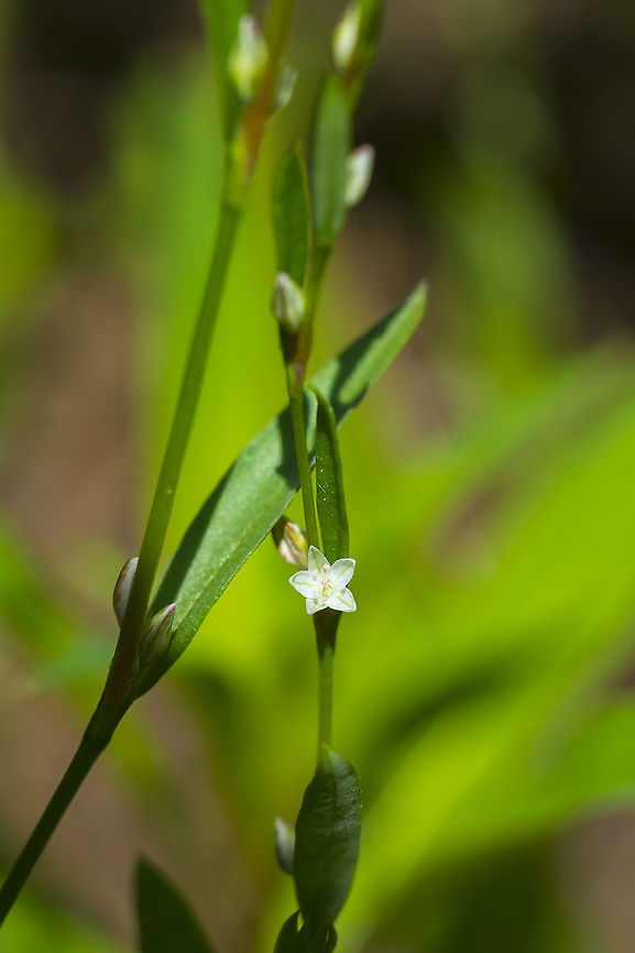 Douglas' knotweed  Douglas's knotweed,Geotagged,Polygonum douglasii,Summer,United States