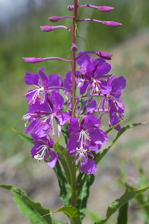 fireweed  Chamaenerion angustifolium,Chamerion angustifolium,Fireweed,Geotagged,Rosebay willowherb or fireweed,Summer,United States