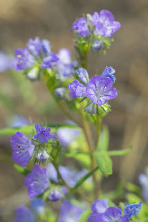 low phacelia  Geotagged,Phacelia humilis,Summer,United States