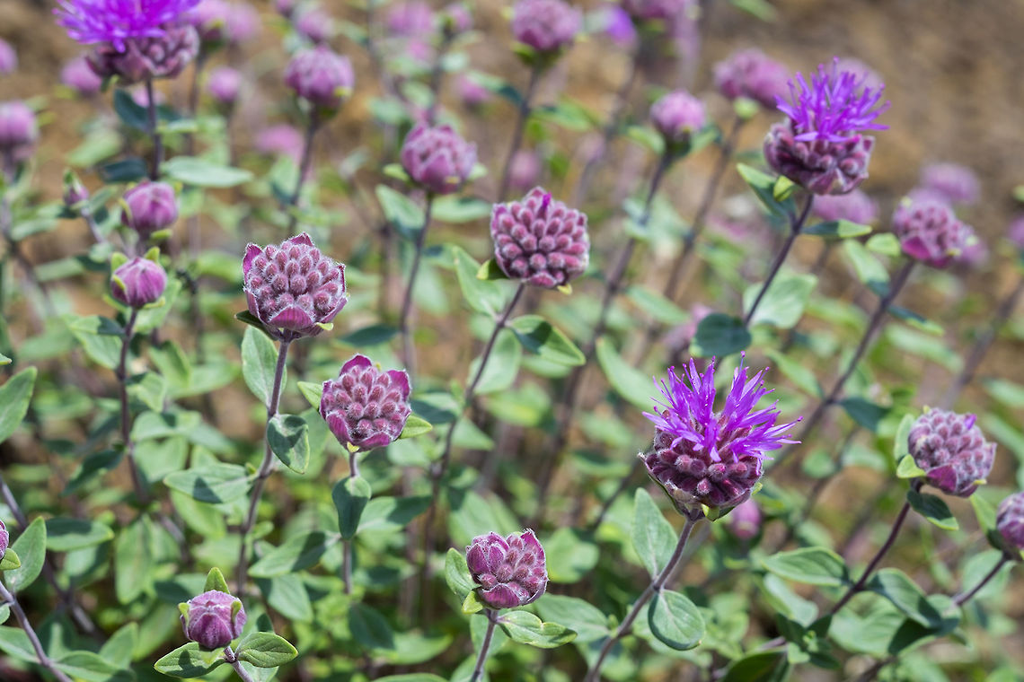 mountain monardella  Geotagged,Monardella odoratissima,Summer,United States