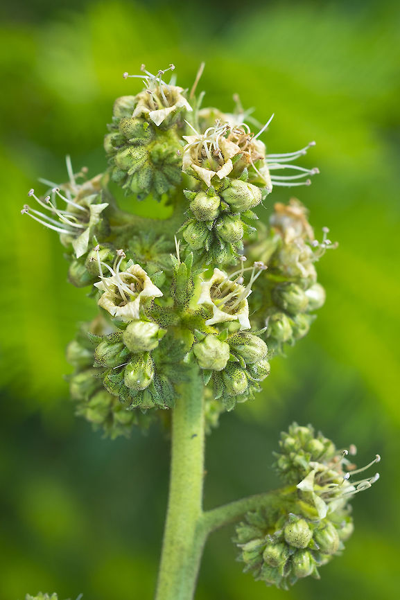 Greenish sticky flowers tall scorpion-weed Geotagged,Phacelia procera,Summer,United States