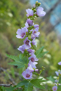 streambank globe mallow  Geotagged,Iliamna rivularis,Summer,United States