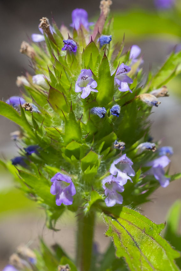 dragonhead mint  Dracocephalum parviflorum,Dragonhead mint,Geotagged,Summer,United States