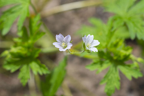 northern crane's bill  Geotagged,Geranium bicknellii,Summer,United States