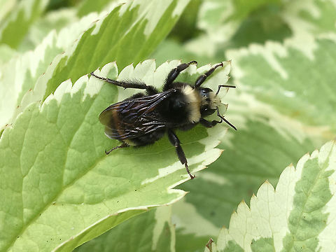 B. vosnesenskii one of the more common local bumblebees Bombus vosnesenskii,Geotagged,Summer,United States,Yellow-faced bumblebee