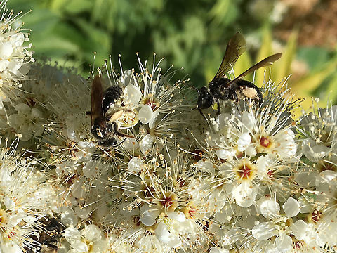 small black wasps  Geotagged,Summer,United States