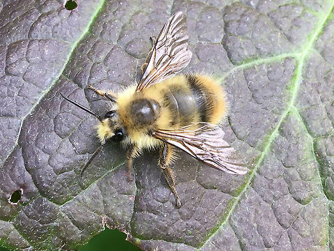 male B. rufocinctus pretty sure this is the only species that matches the stripe pattern...  Bombus rufocinctus,Geotagged,Summer,United States,bombus rufocinctus
