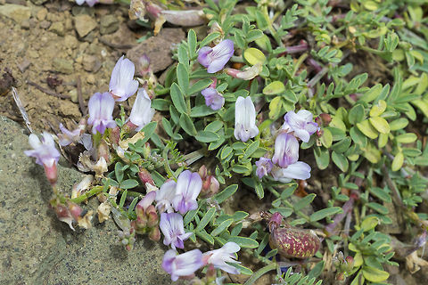 balloon pod milk vetch  Astragalus whitneyi,Balloon-pod milk-vetch,Geotagged,Summer,United States