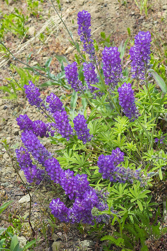 longspur lupine  Geotagged,Longspur lupine,Lupinus arbustus,Summer,United States