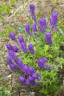 longspur lupine  Geotagged,Longspur lupine,Lupinus arbustus,Summer,United States