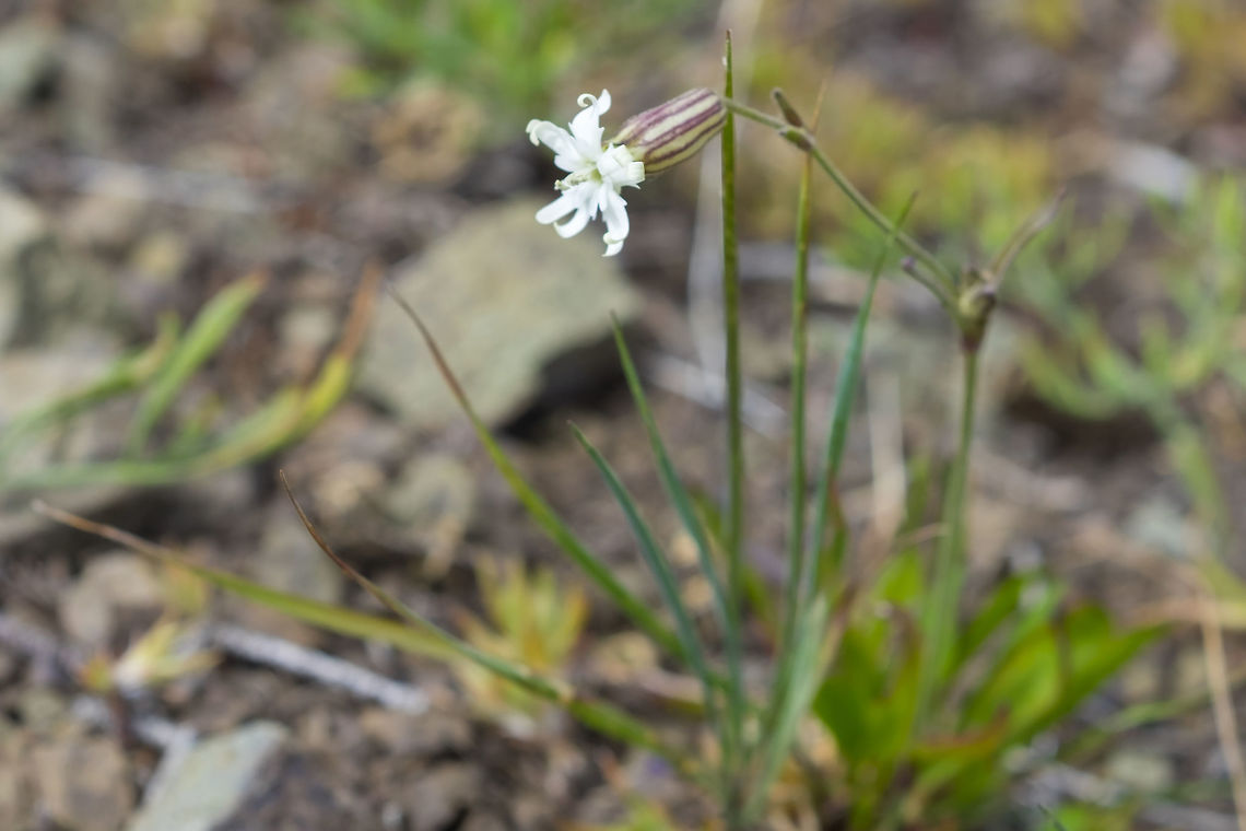 white campion  Geotagged,Silene latifolia,Summer,United States,White Campion