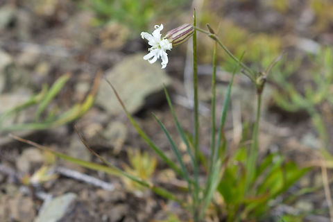 white campion  Geotagged,Silene latifolia,Summer,United States,White Campion
