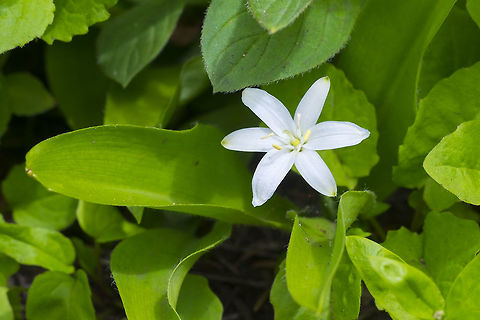 queen's cup  Clintonia uniflora,Geotagged,Summer,United States,brides bonnet or queens cup