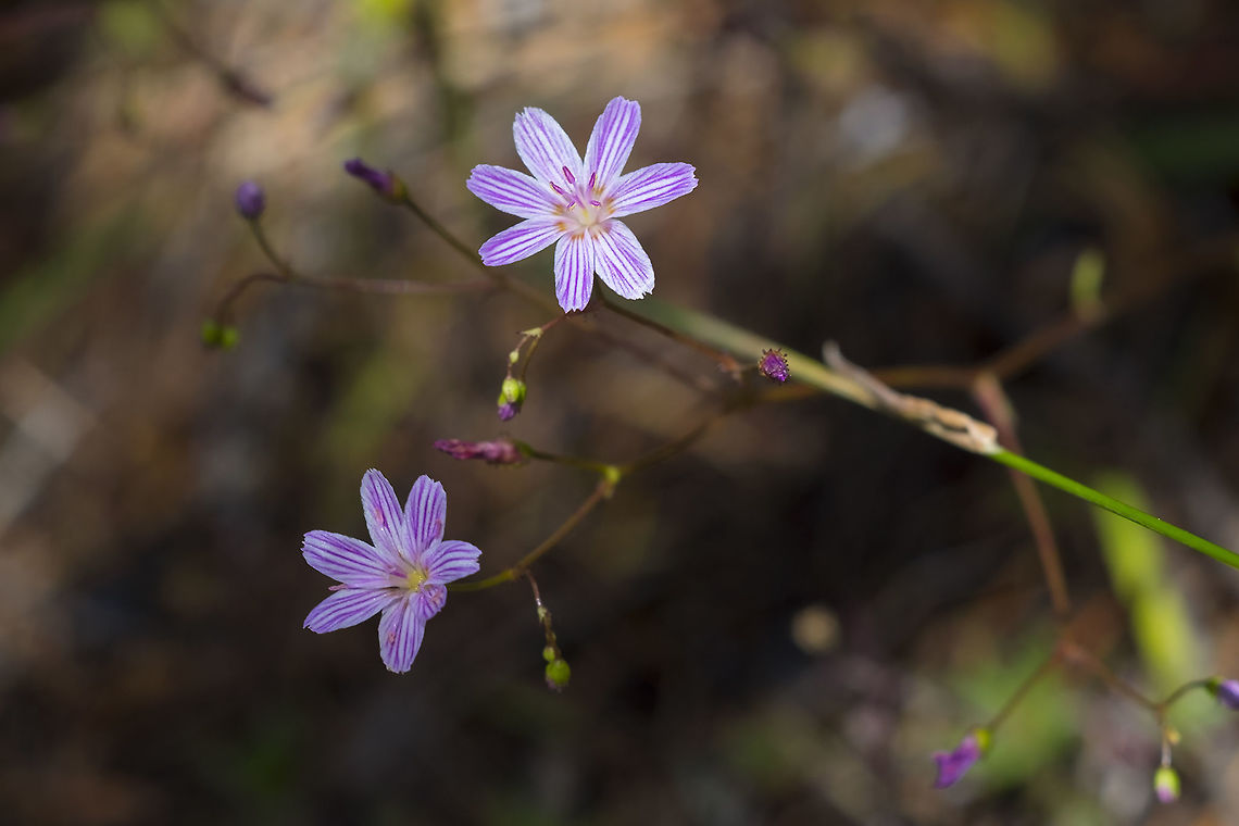 Columbian lewisia  Geotagged,Lewisia columbiana,Summer,United States