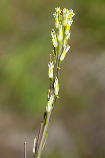 tower mustard thus named because it is very thin and tall - around 4 or 5 feet - the photo is just the flowering tip. Arabis glabra,Geotagged,Summer,United States