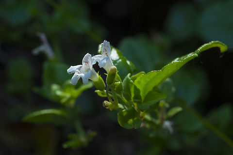 Oregon tea  Clinopodium douglasii,Geotagged,Summer,United States