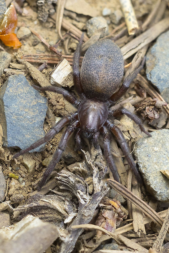 Brown trap door? spider this fellow may take some time to ID, but he&#039;s pretty cool..  Geotagged,Summer,United States