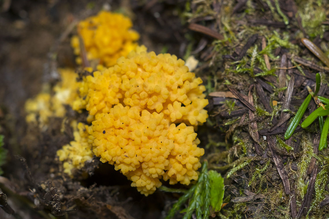 Ramaria rubricarnata spring Ramaria -though this is still a tentative ID, spring fruiting narrows the possibilities greatly :) Geotagged,Ramaria rubricarnata,Summer,United States