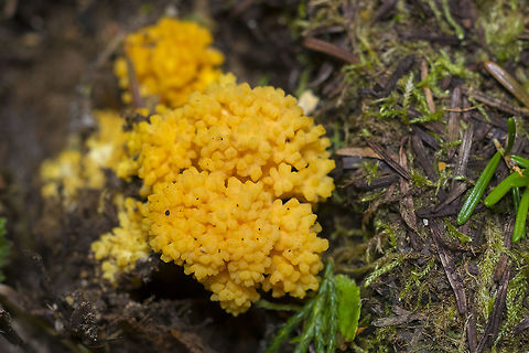 Ramaria rubricarnata spring Ramaria -though this is still a tentative ID, spring fruiting narrows the possibilities greatly :) Geotagged,Ramaria rubricarnata,Summer,United States