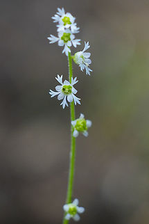threeparted miterwort  Geotagged,Mitella trifida,Ozomelis trifida,Summer,United States