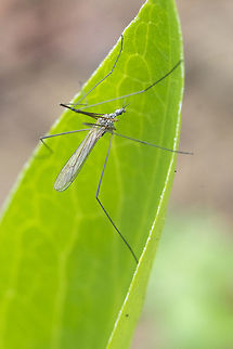 small crane fly  Geotagged,Summer,United States