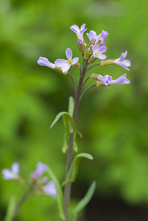 spreading rockcress  Boechera divaricarpa,Geotagged,Summer,United States,spreadingpod rockcress