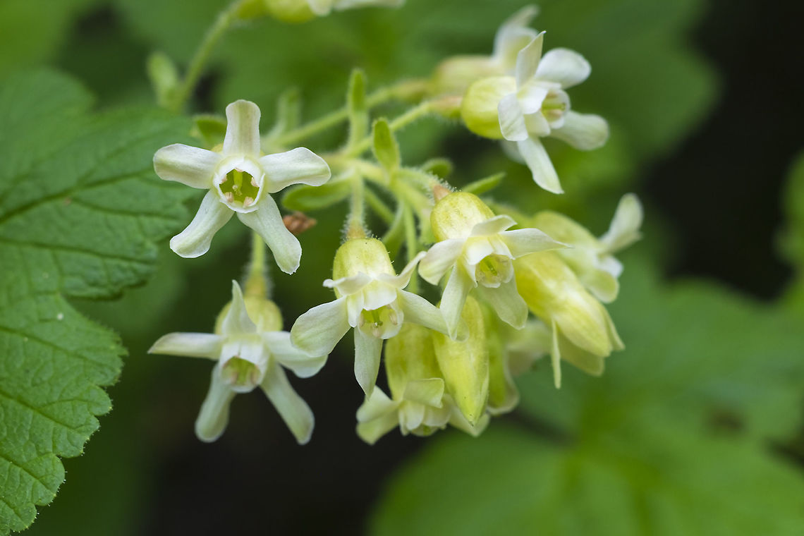 sticky currant  Geotagged,Ribes viscosissimum,Sticky currant,Summer,United States