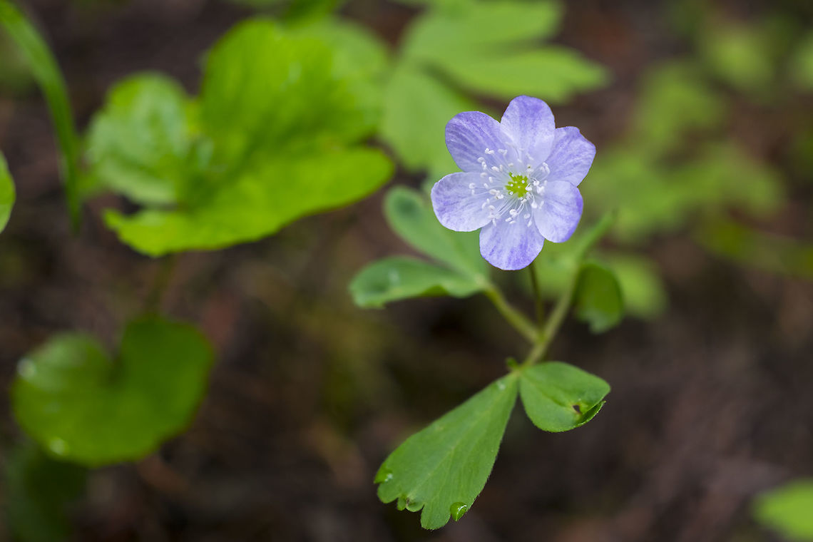 Oregon Anemone  Anemone oregana,Geotagged,Summer,United States